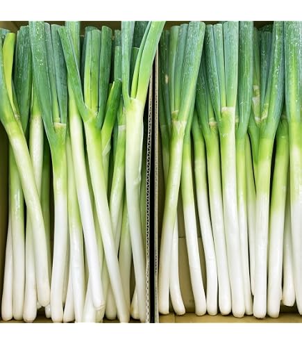 Amazon.co.jp: 【鳥取県産】 白ネギ 1束 送料別 : 食品・飲料・お酒